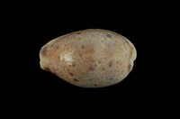 藏品(山貓寶螺)的圖片